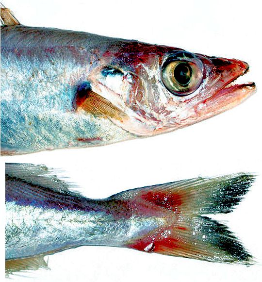 Micromesistius poutassou_0002